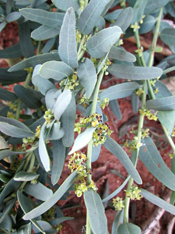 Antizoma angustifolia