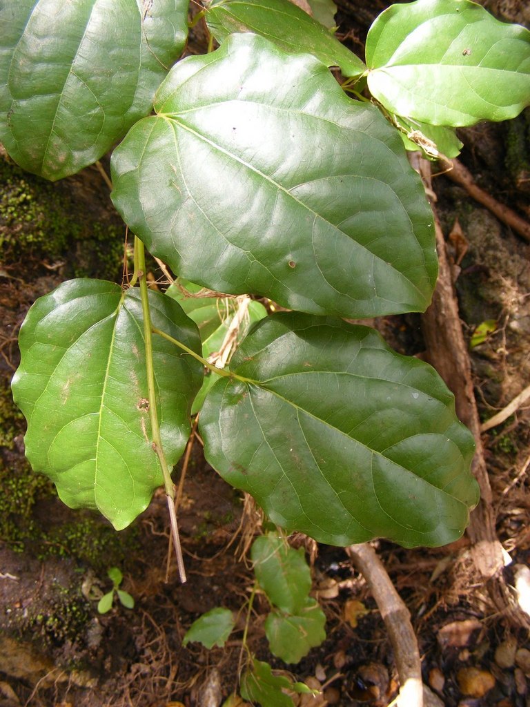 Tiliacora funifera