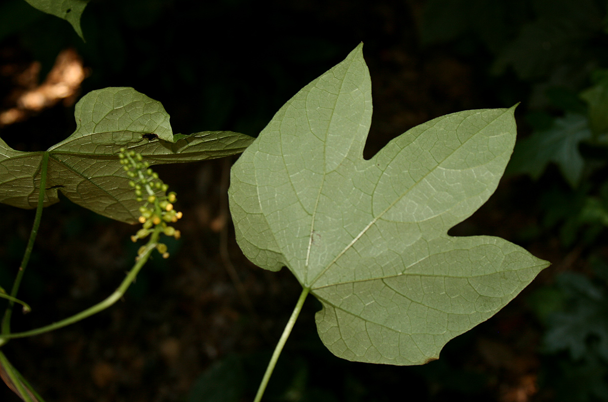 Dioscoreophyllum cumminsii var. leptotrichos
