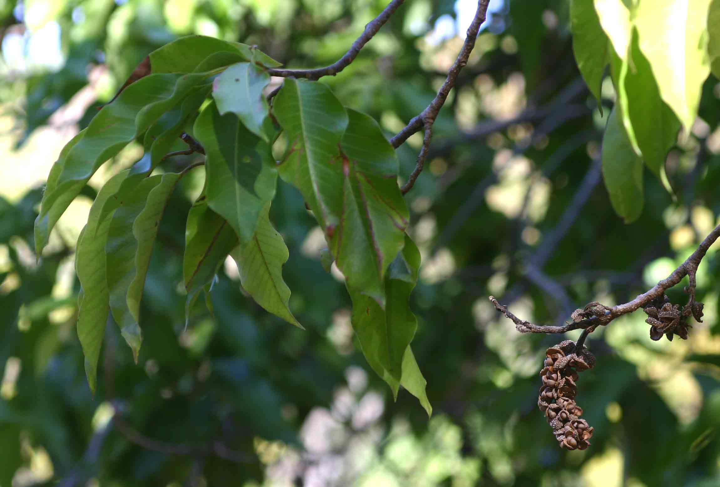 Magnolia champaca