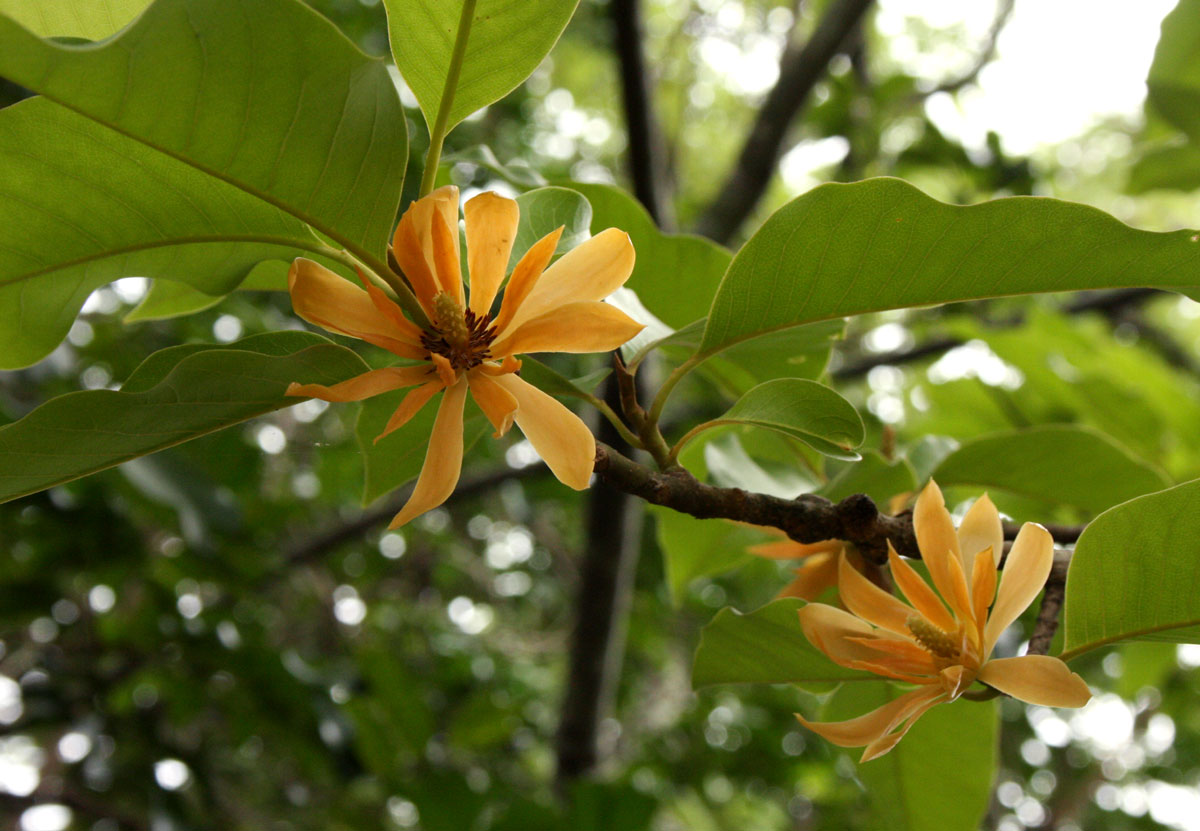 Magnolia champaca