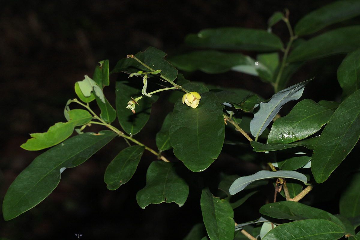 Monanthotaxis buchananii