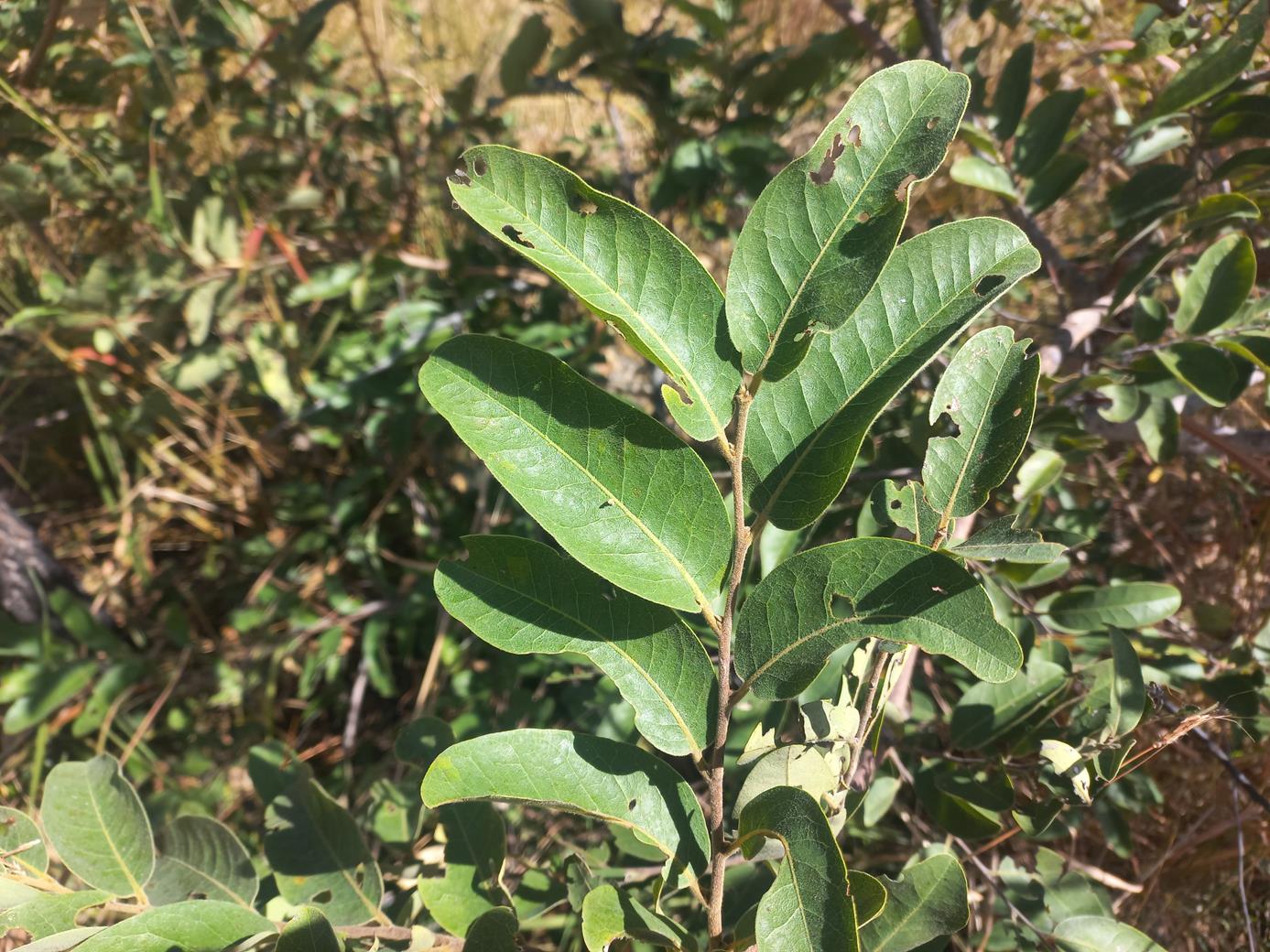 Xylopia odoratissima