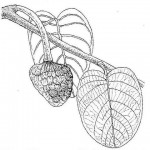 Annona senegalensis subsp. senegalensis