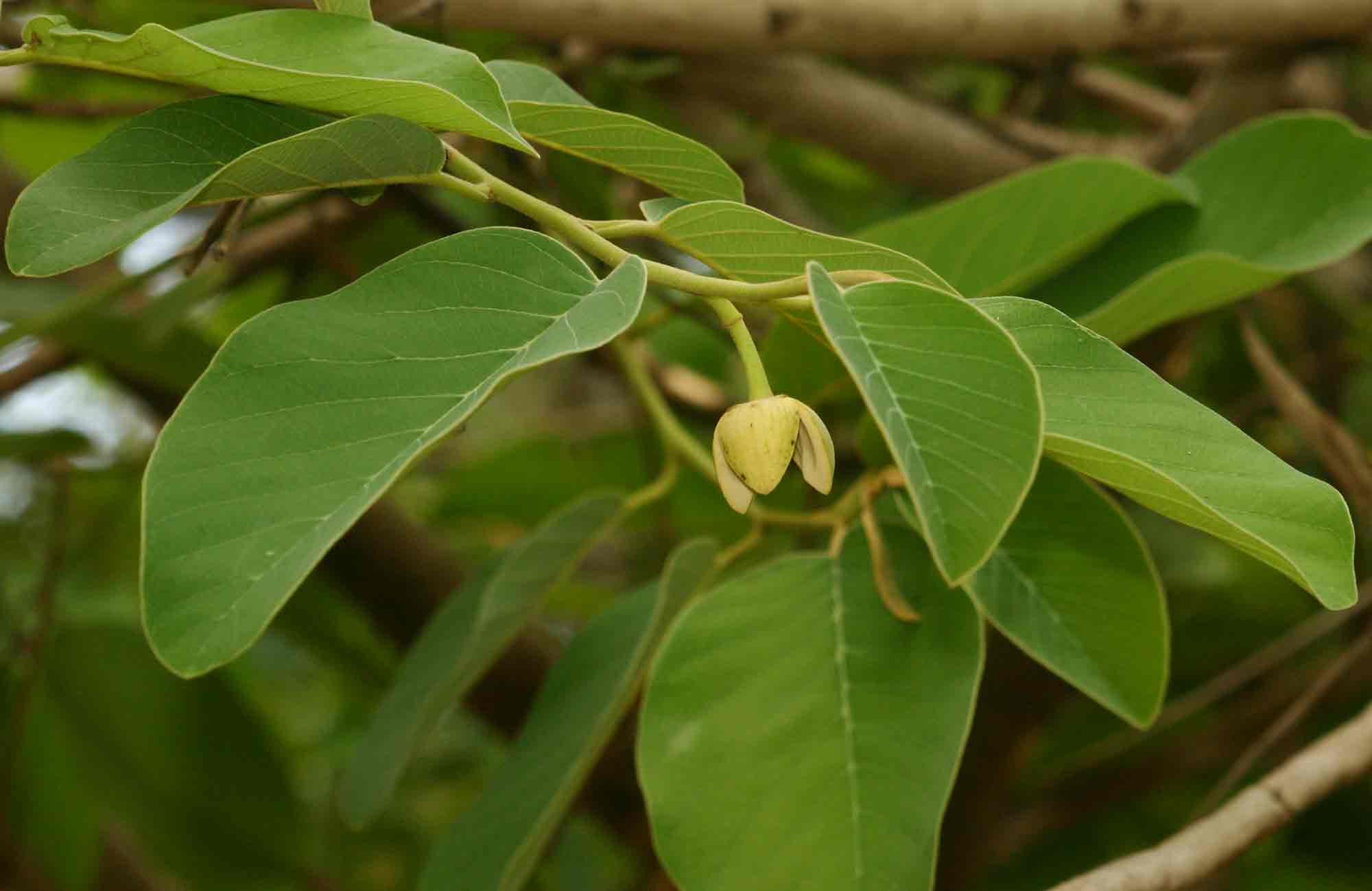 Annona senegalensis subsp. senegalensis