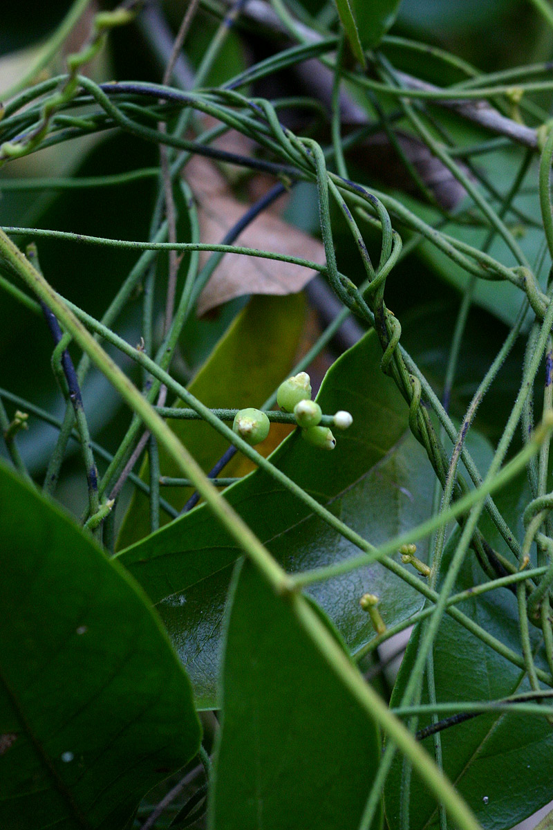 Cassytha pondoensis var. pondoensis
