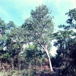 Gyrocarpus americanus subsp. africanus