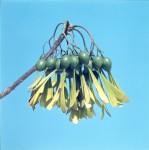 Gyrocarpus americanus subsp. africanus