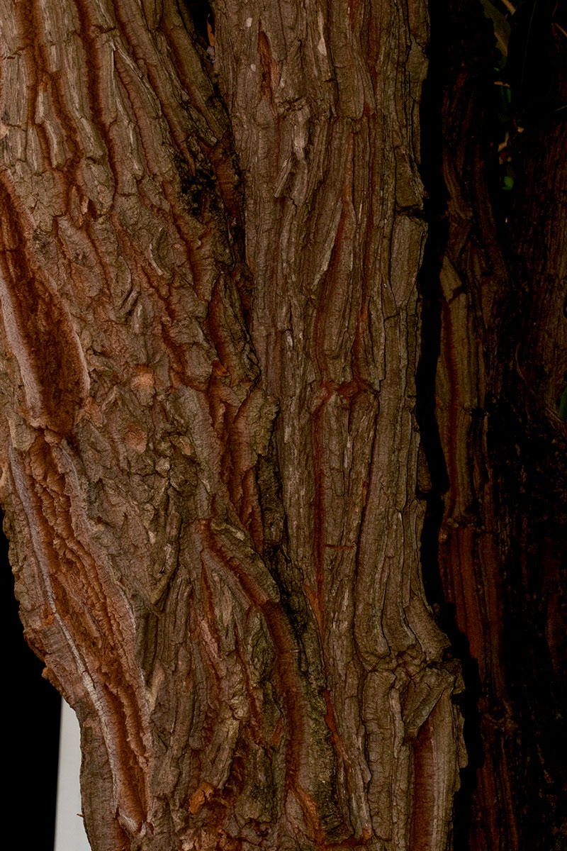 Bocconia arborea