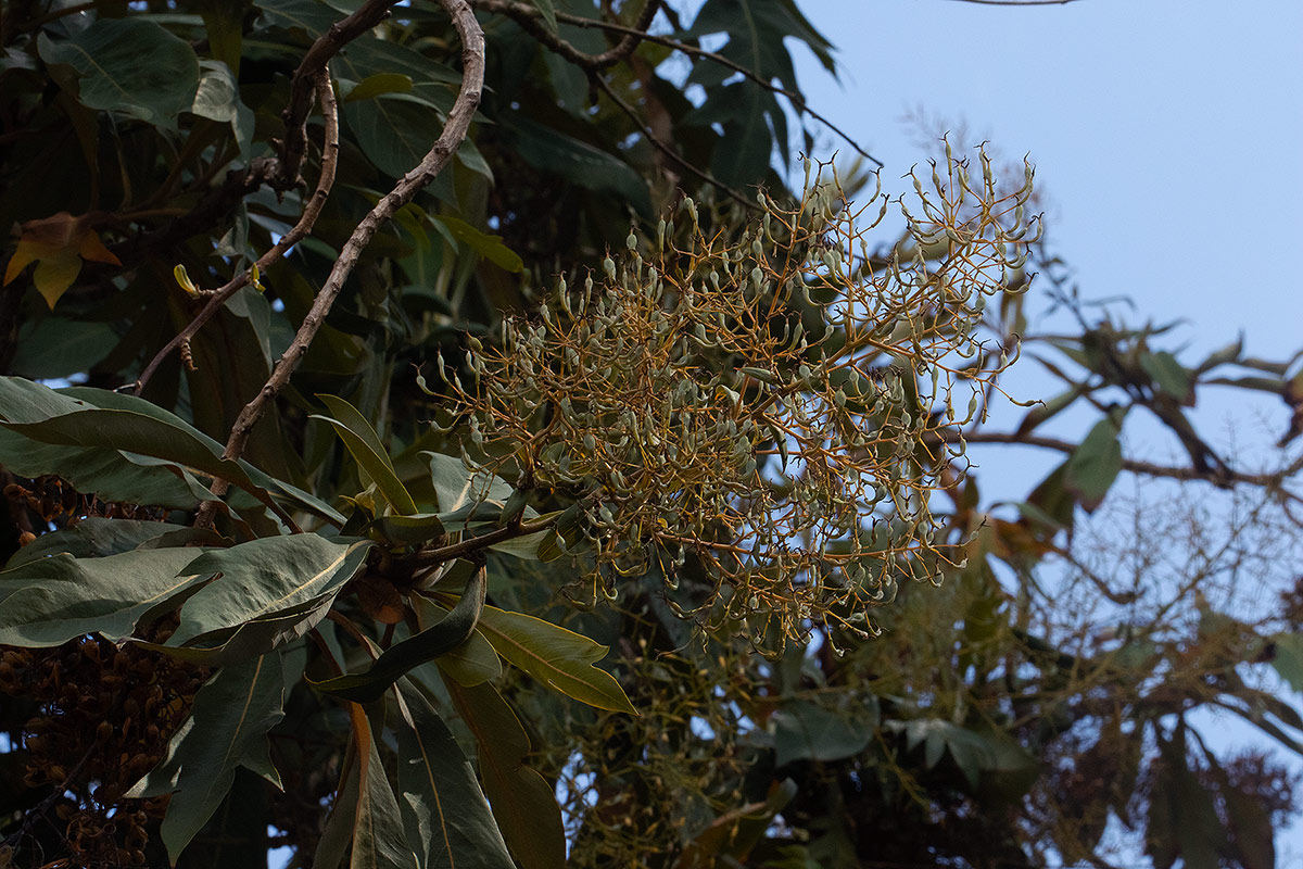 Bocconia arborea
