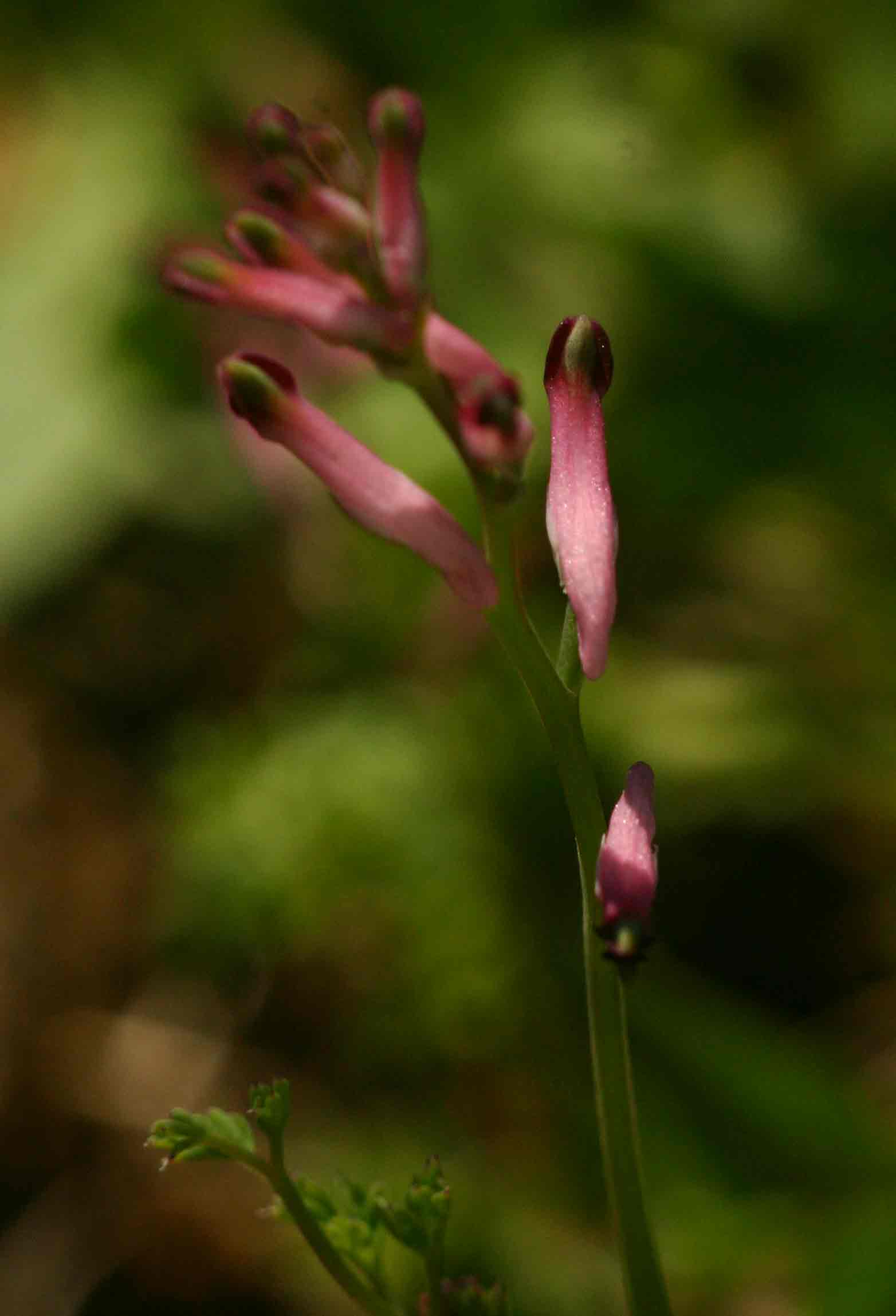 Fumaria muralis Fumaria muralis