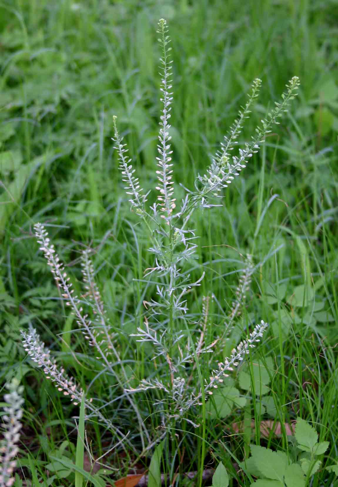 Lepidium bonariense