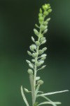 Lepidium bonariense