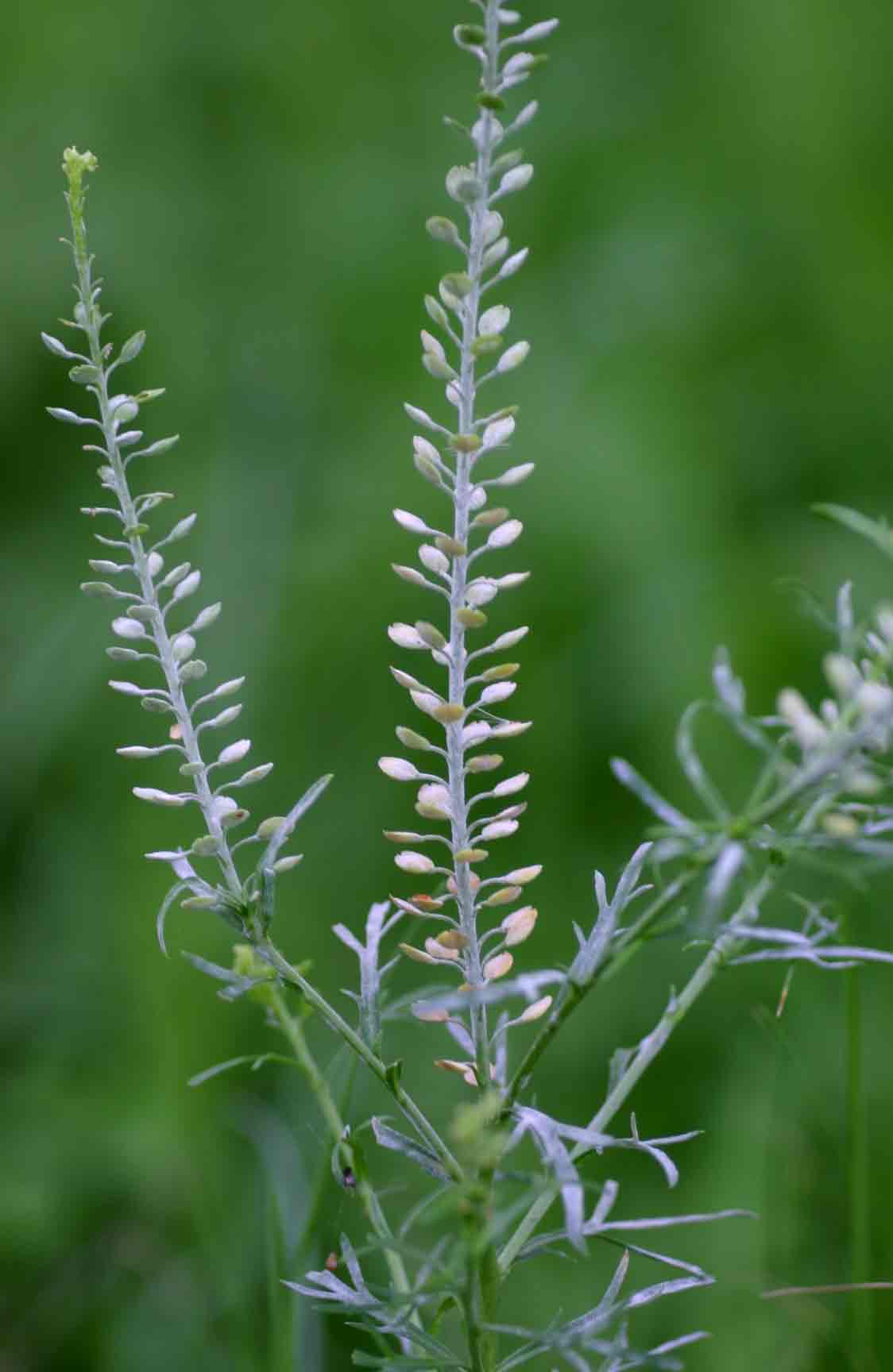 Lepidium bonariense