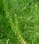 Lepidium bonariense