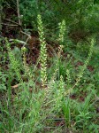 Lepidium bonariense