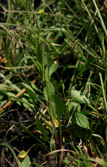 Rorippa nudiuscula subsp. serrata