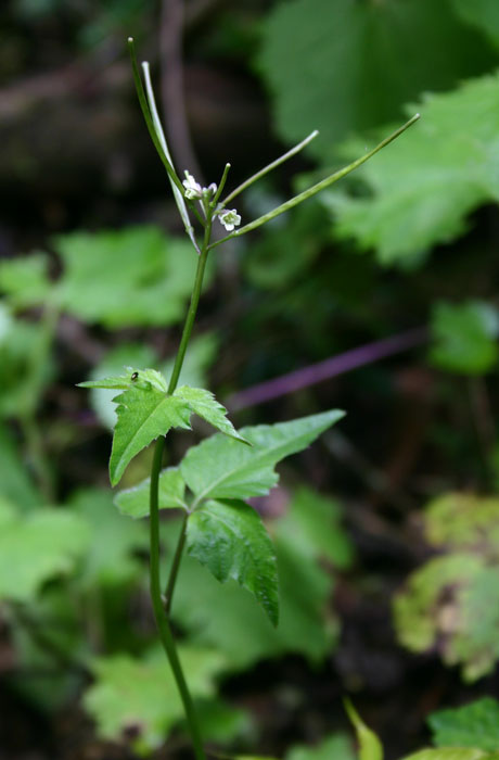 Cardamine africana