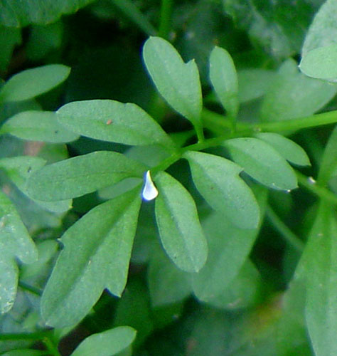 Cardamine flexuosa