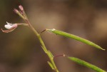 Cleome monophylla