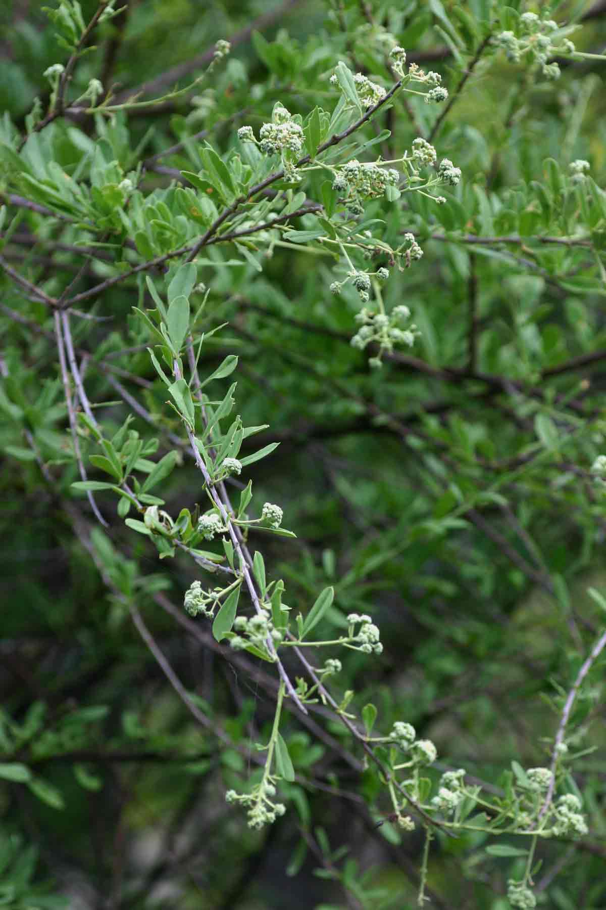 Boscia angustifolia var. corymbosa