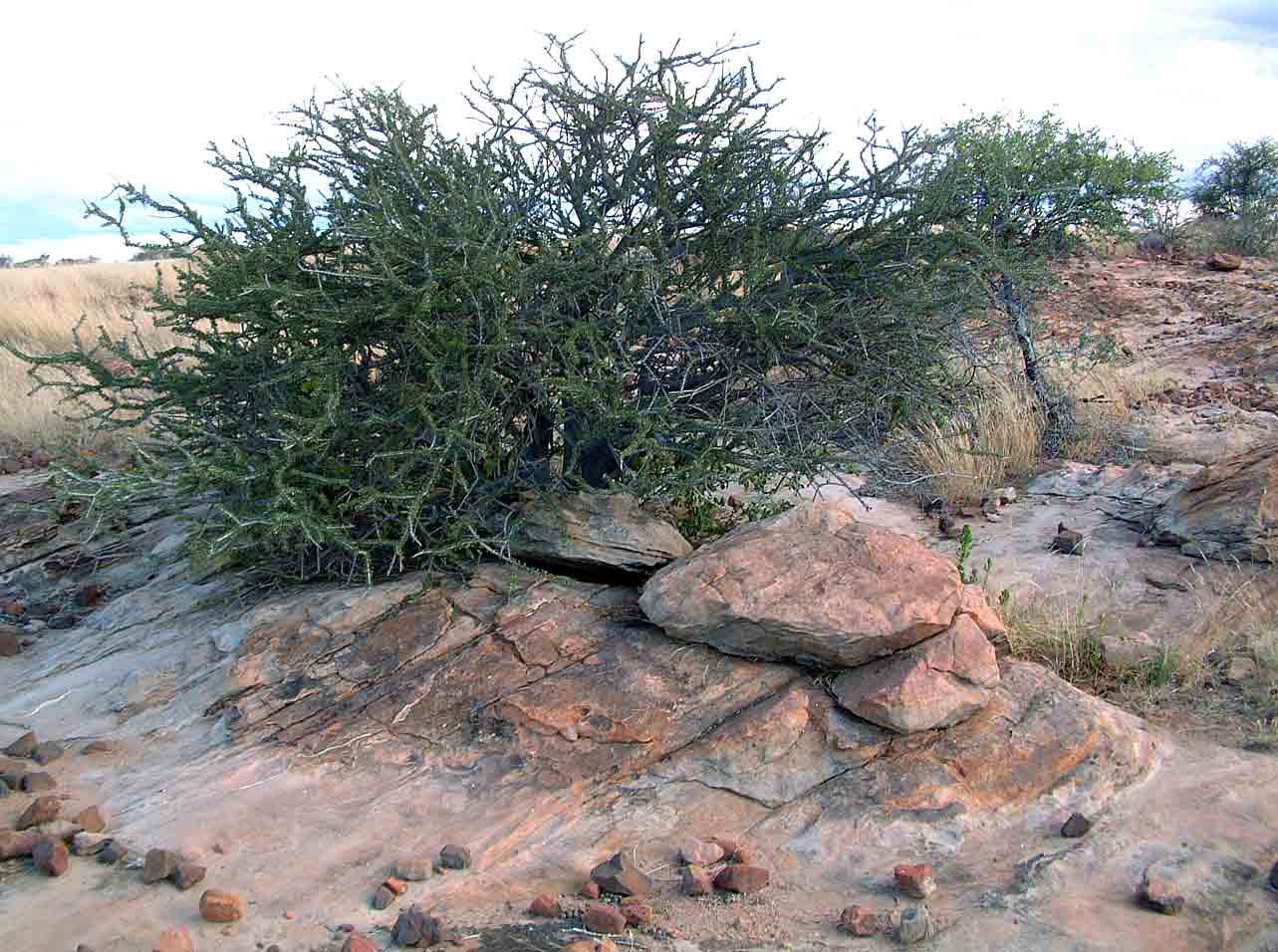 Boscia foetida subsp. rehmanniana