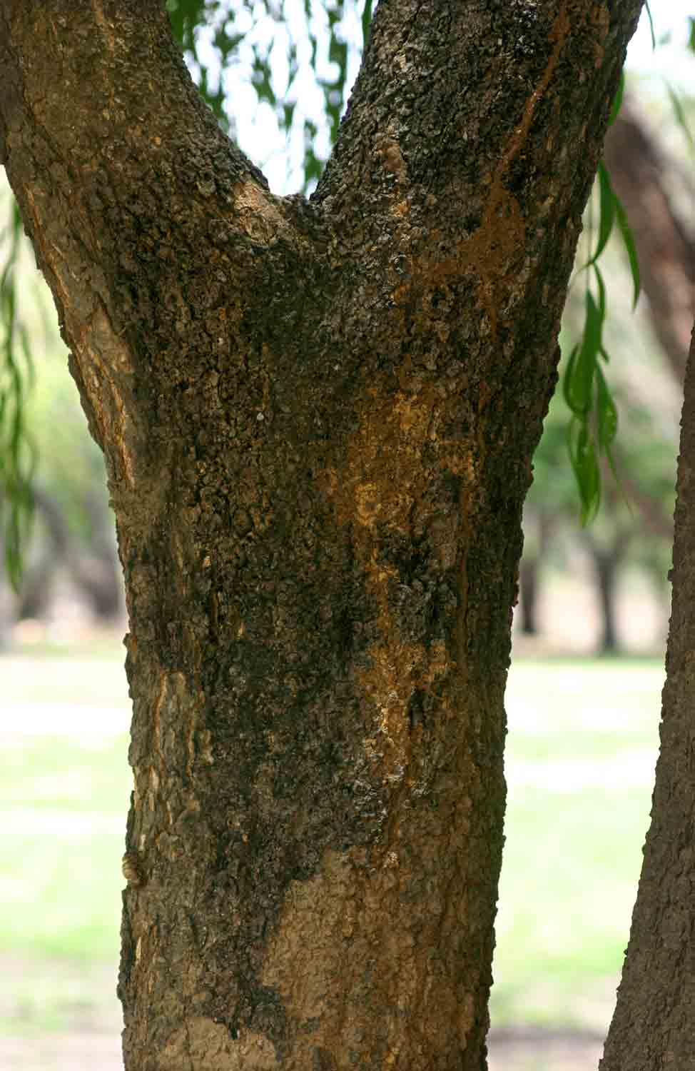 Boscia salicifolia
