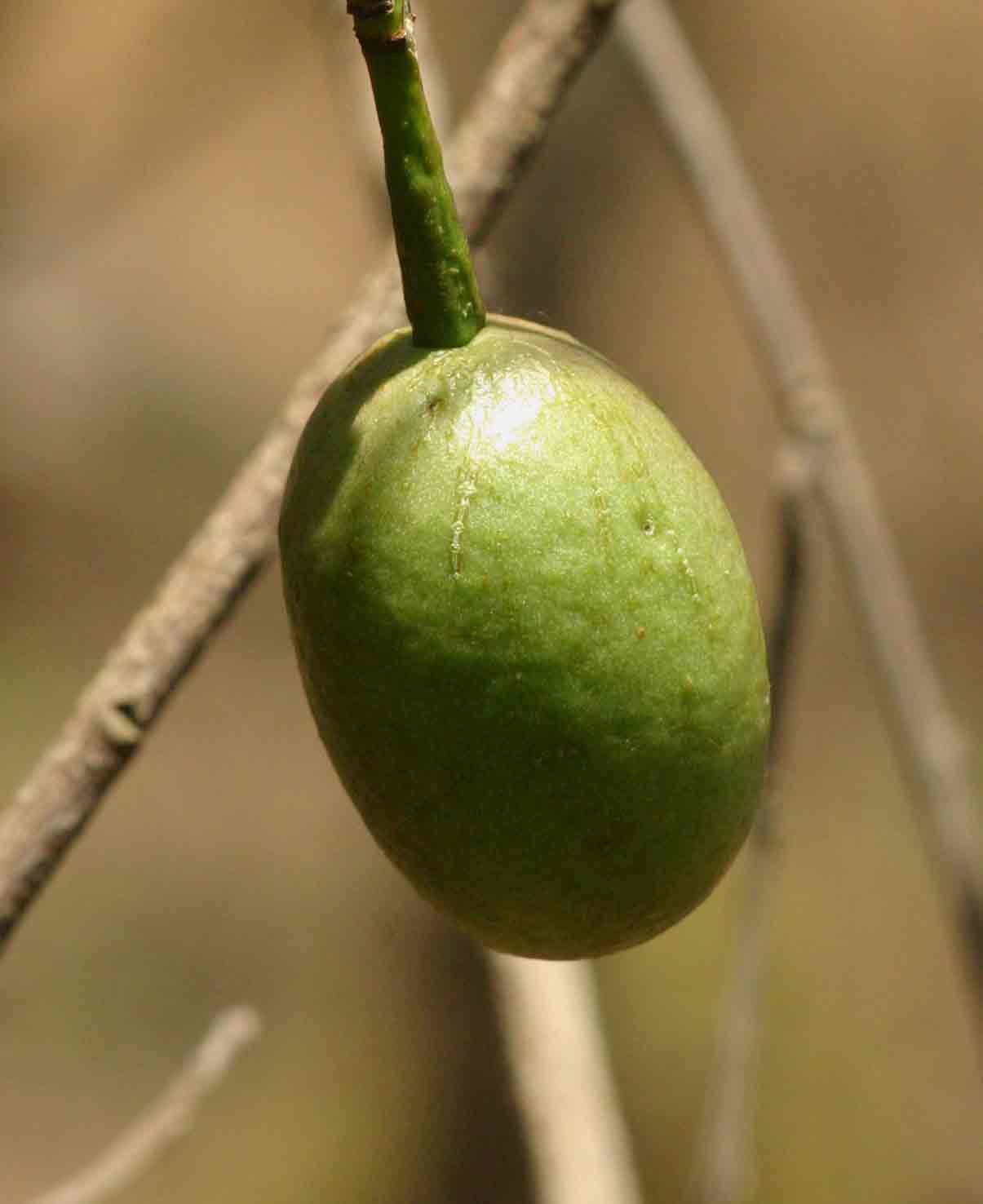 Maerua juncea subsp. juncea