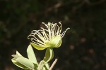 Maerua juncea subsp. crustata