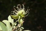 Maerua juncea subsp. crustata
