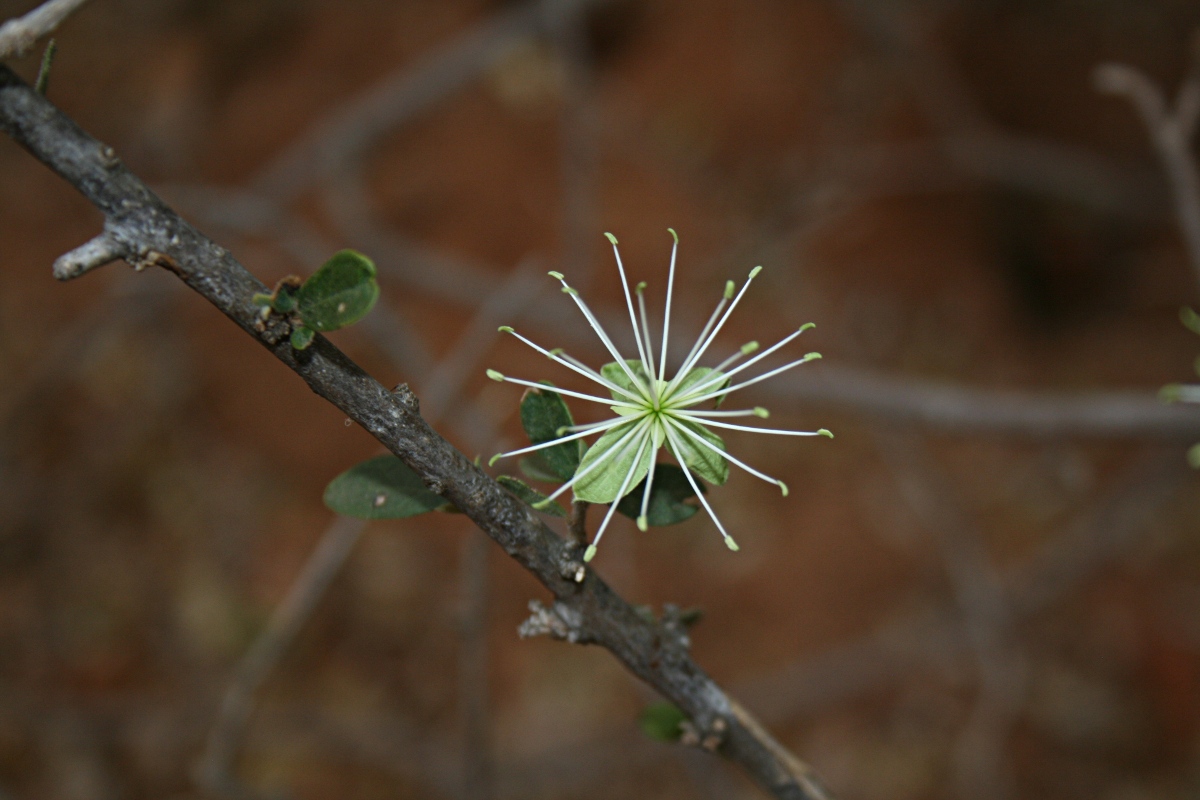 Maerua parvifolia