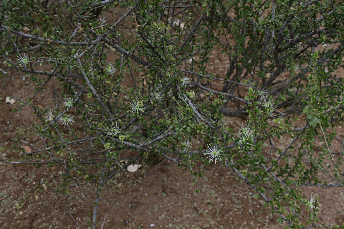 Maerua parvifolia