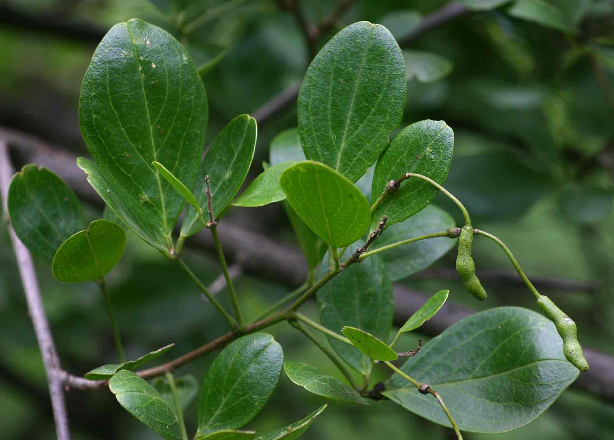 Maerua triphylla subsp. pubescens