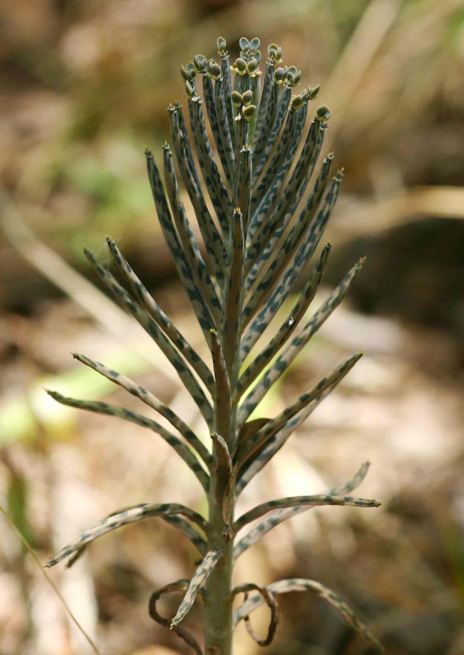 Bryophyllum tubiflorum