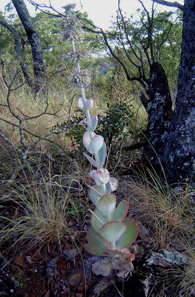 Kalanchoe luciae subsp. luciae