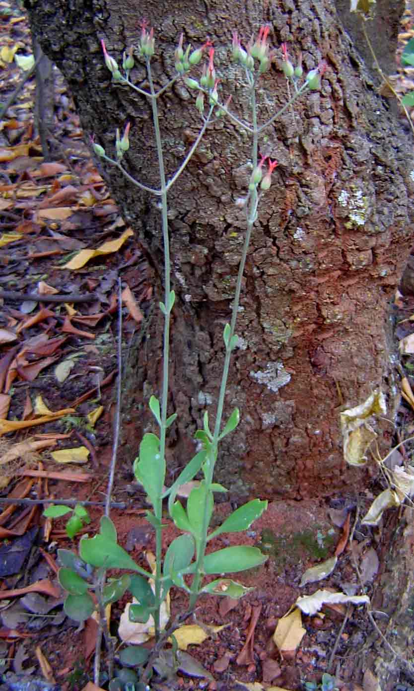 Kalanchoe rotundifolia