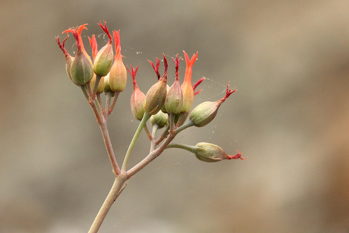 Kalanchoe rotundifolia