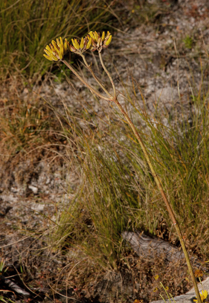 Kalanchoe velutina subsp. chimanimaniensis