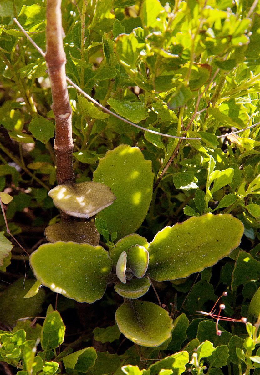 Kalanchoe velutina subsp. chimanimaniensis