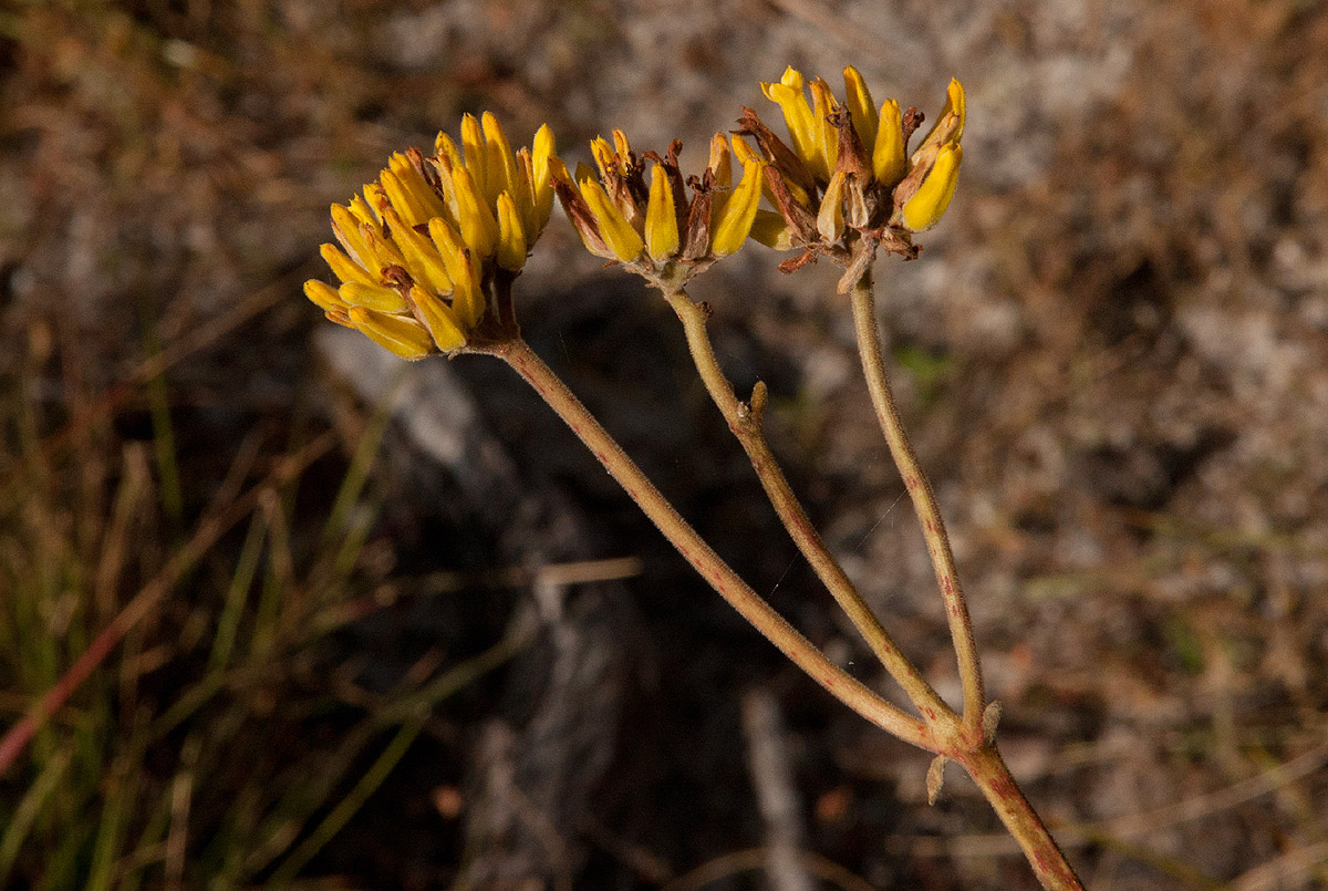 Kalanchoe velutina subsp. chimanimaniensis