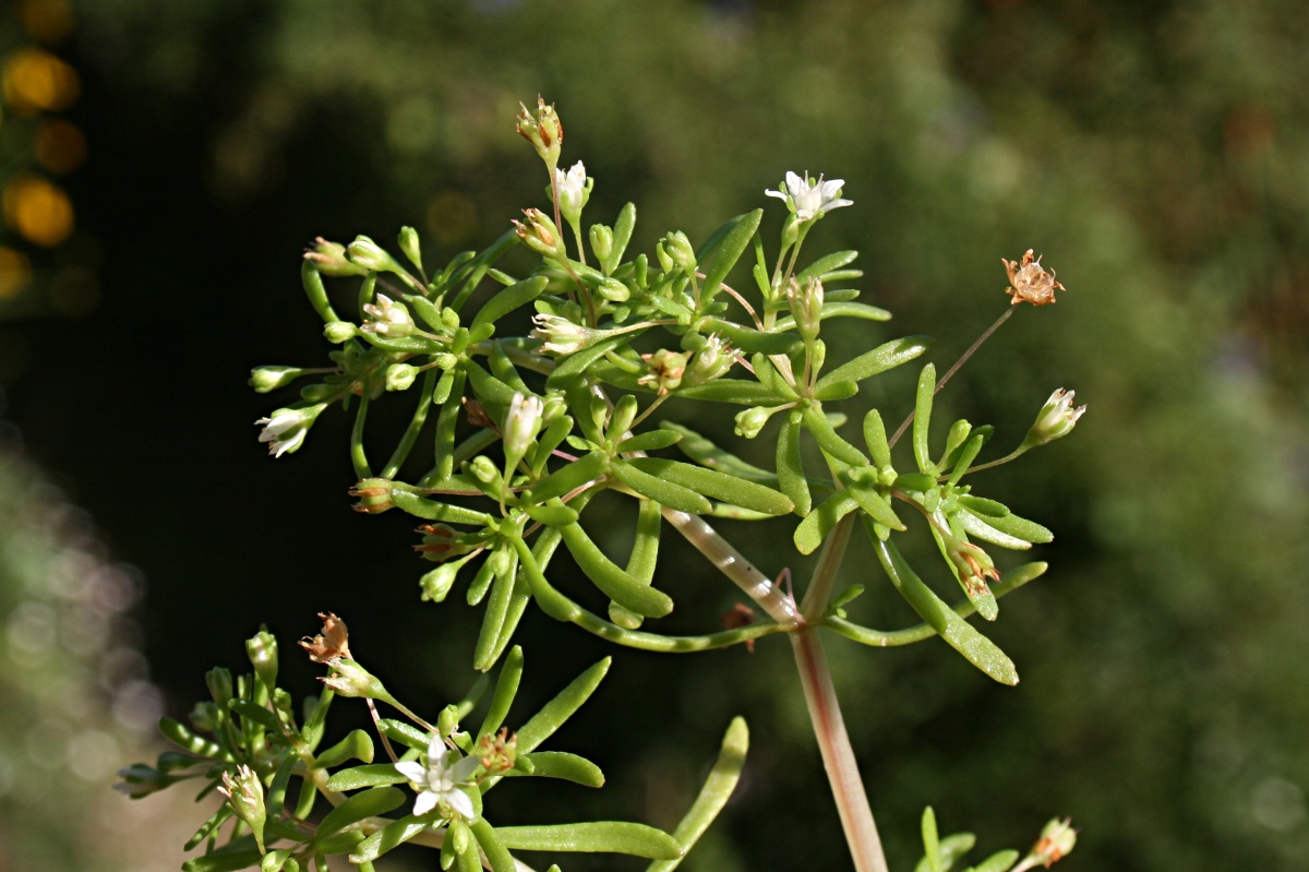 Crassula expansa subsp. expansa