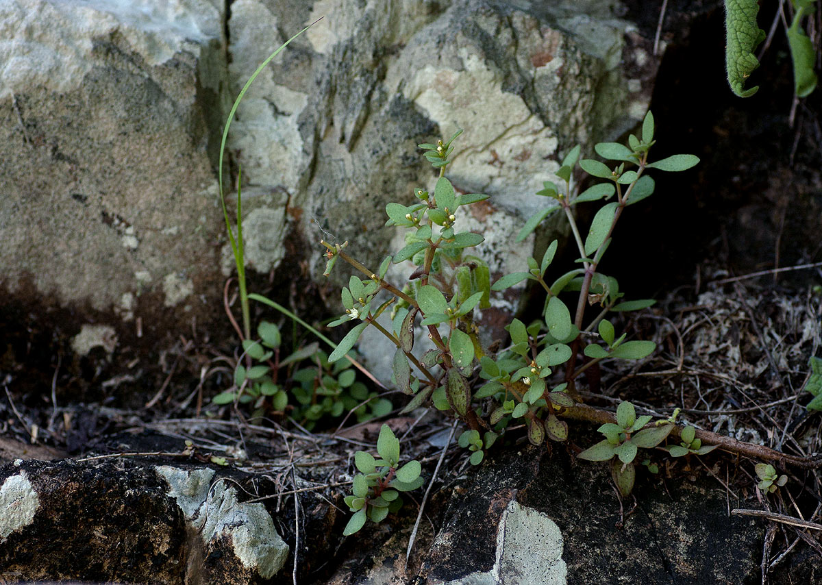 Crassula expansa subsp. fragilis var. fragilis