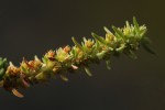 Crassula lanceolata subsp. transvaalensis