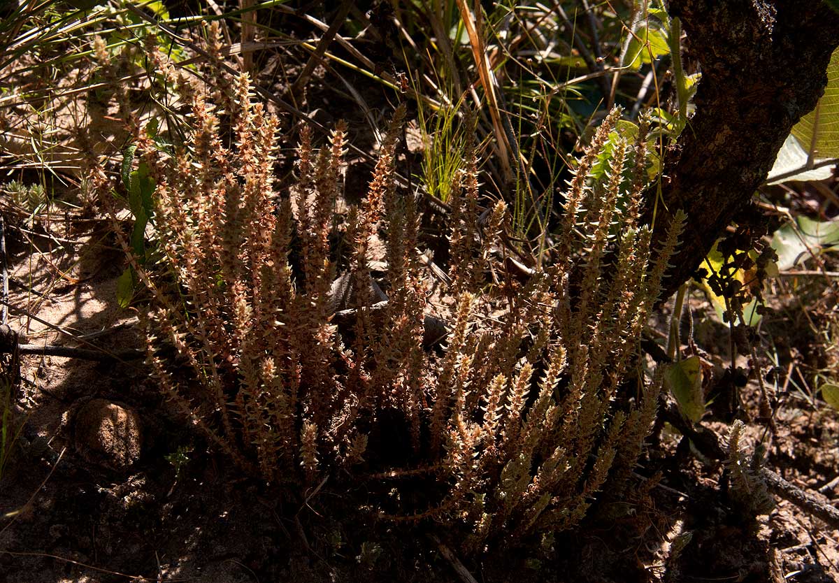 Crassula lanceolata subsp. transvaalensis