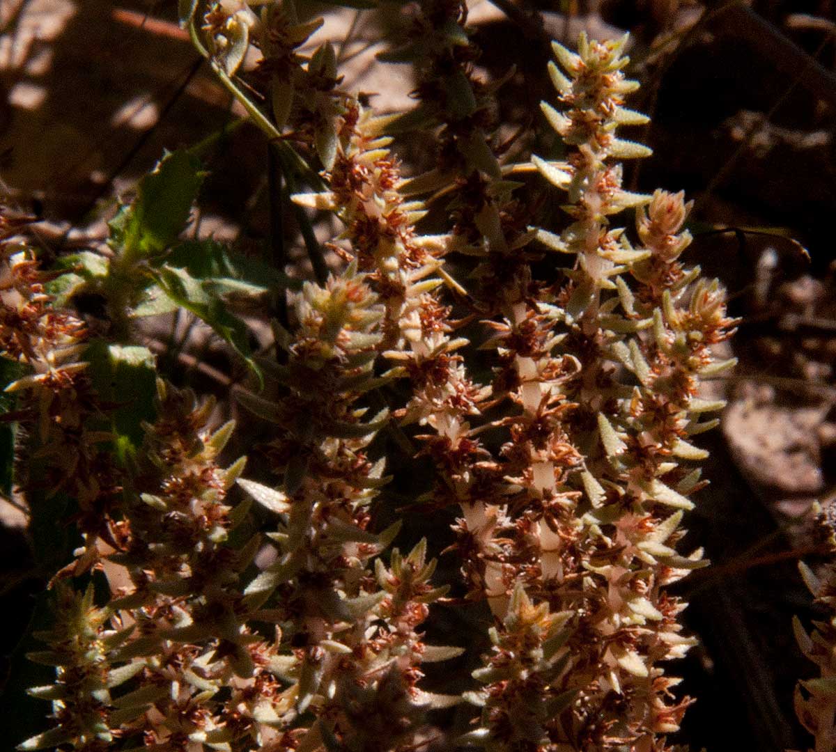 Crassula lanceolata subsp. transvaalensis
