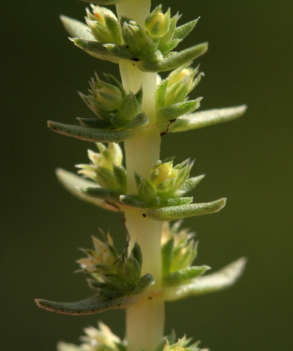 Crassula lanceolata subsp. transvaalensis