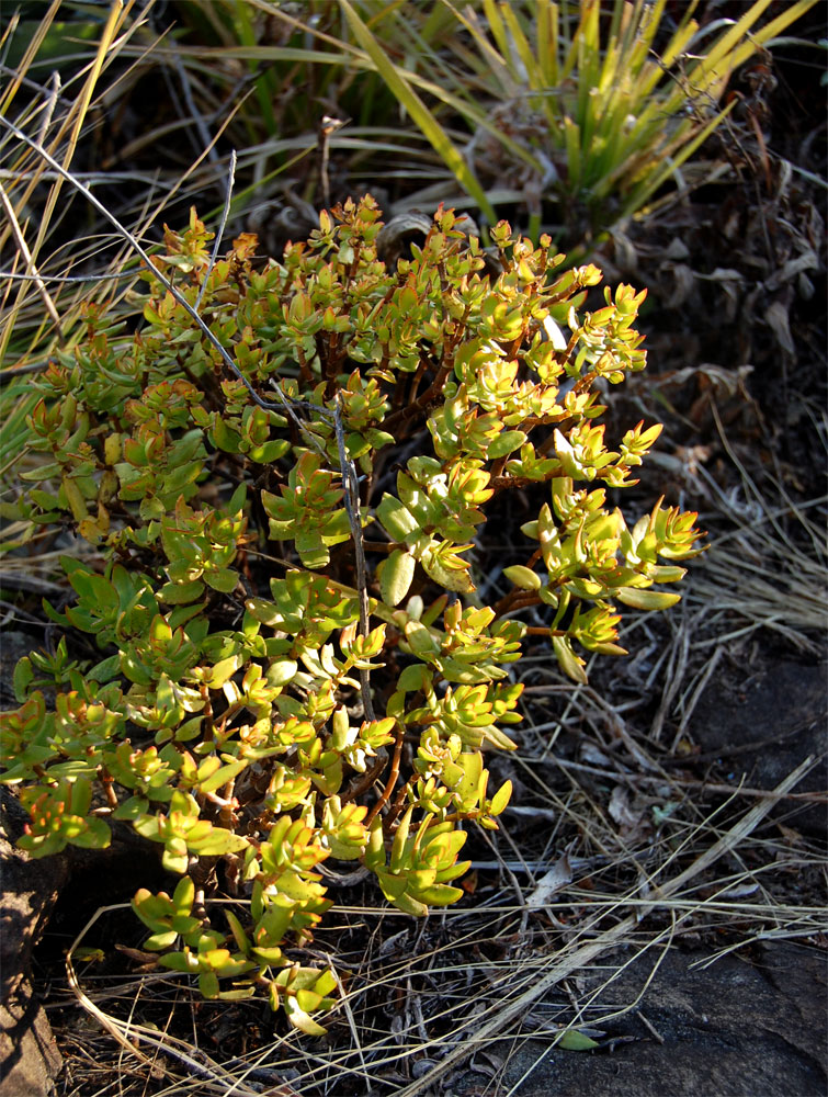 Crassula sarcocaulis subsp. sarcocaulis