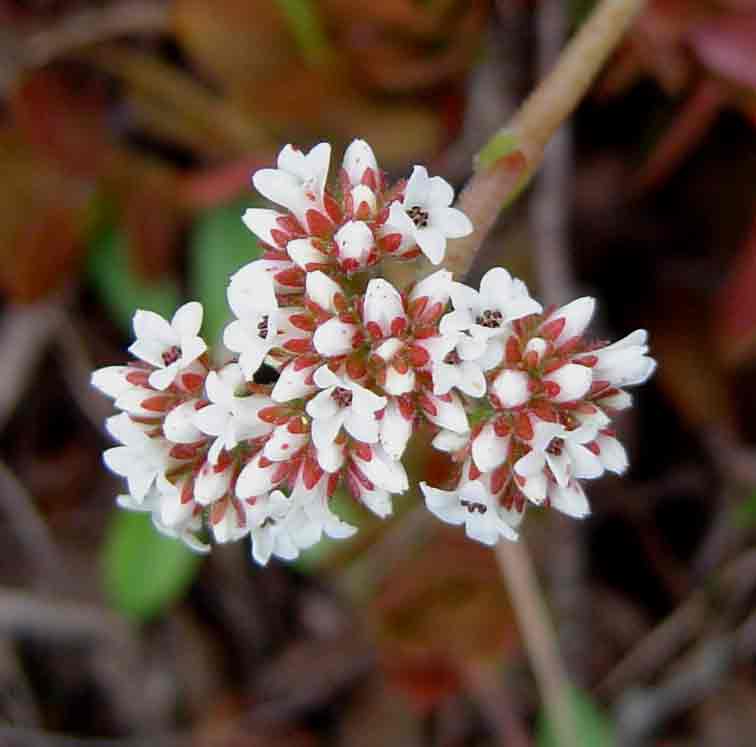 Crassula swaziensis subsp. swaziensis var. swaziensis