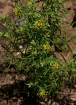 Vahlia capensis subsp. vulgaris var. vulgaris