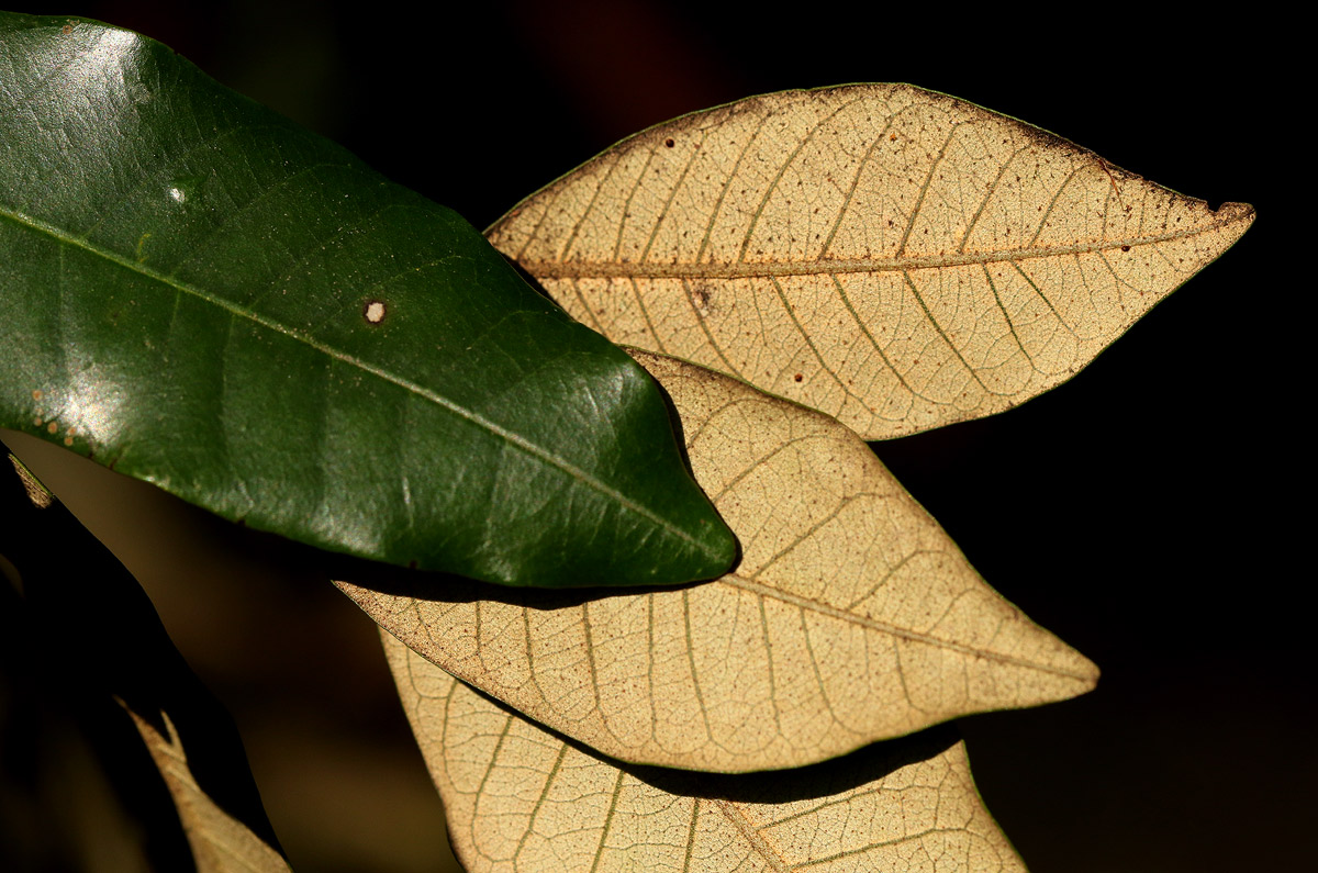 Trichocladus ellipticus subsp. malosanus